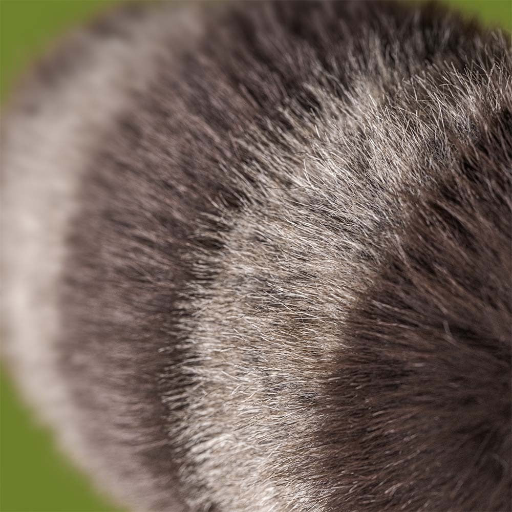 Knuffel Trixie Raccoon - Jellycat
